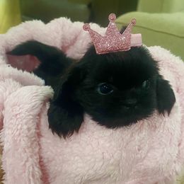 Cavapoo and Shihpoo Puppies from Haus of Doodles