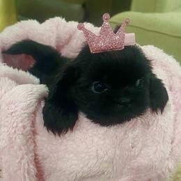 Cavapoo and Shihpoo Puppies from Haus of Doodles