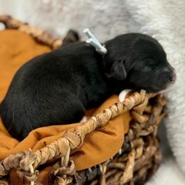 Grey collar - Black tri-color male Aussiedoodle puppy in 32046, Florida from River Hill Ranch