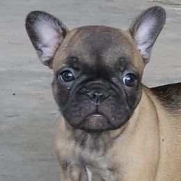French Bulldogs and Toy Australian Shepherds from Holly's Puppies
