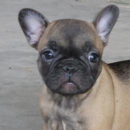 French Bulldogs and Toy Australian Shepherds from Holly's Puppies