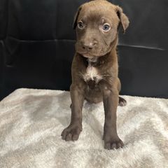Yara - Brown female Peruvian Inca Orchid puppy in Atlanta, Georgia from La Siren