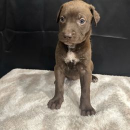 Yara - Brown female Peruvian Inca Orchid puppy in Atlanta, Georgia from La Siren