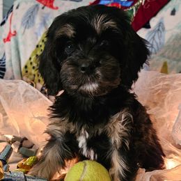 Beau - Black and tan male Cavapoo puppy in Underwood, Minnesota from Tru Cuddle Pups