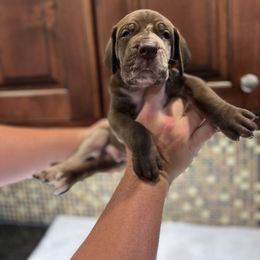Brown collar - Chocolate male Great Dane puppy in Ider, Alabama from Sand Mountain Danes LLC