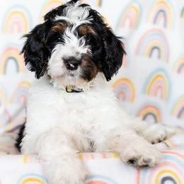Bearded Retriever, Bernedoodle, and Poodle Puppies from Doodle Belle Puppy