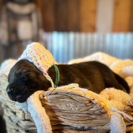 Highness - Sable female German Shepherd puppy in Beryl, Utah from Von Den Mächtigen Kennels