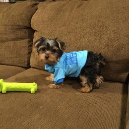 Yorkshire Terrier Puppies from Diamond in a Rough Yorkies