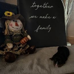 Cavalier King Charles Spaniel Puppies from Killian's Kennels LLC