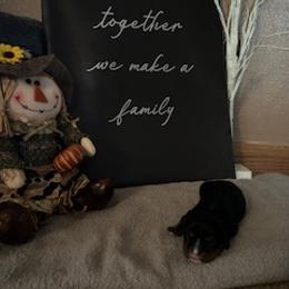 Cavalier King Charles Spaniel Puppies from Killian's Kennels LLC