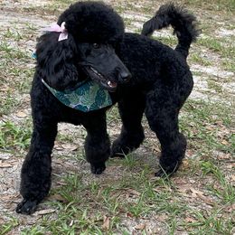 German Shepherd and Poodle Puppies from Wolves Den Ranch