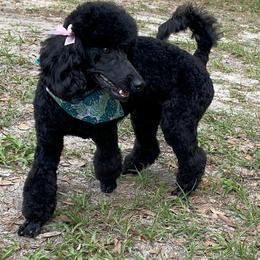 German Shepherd and Poodle Puppies from Wolves Den Ranch