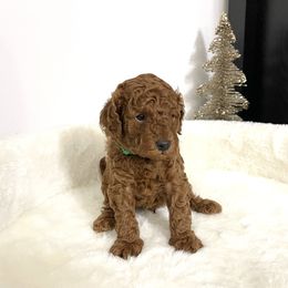 Mason Francis - Poodle puppy from Michigan Mini & Toy Red Poodles