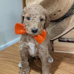 Cash - Apricot male Goldendoodle puppy in Juliette, Georgia from Megan's Goldendoodles