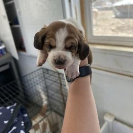 Boy 2 - Brown black and white male Basset Hound puppy in Las Animas, Colorado from J&D Dachsies