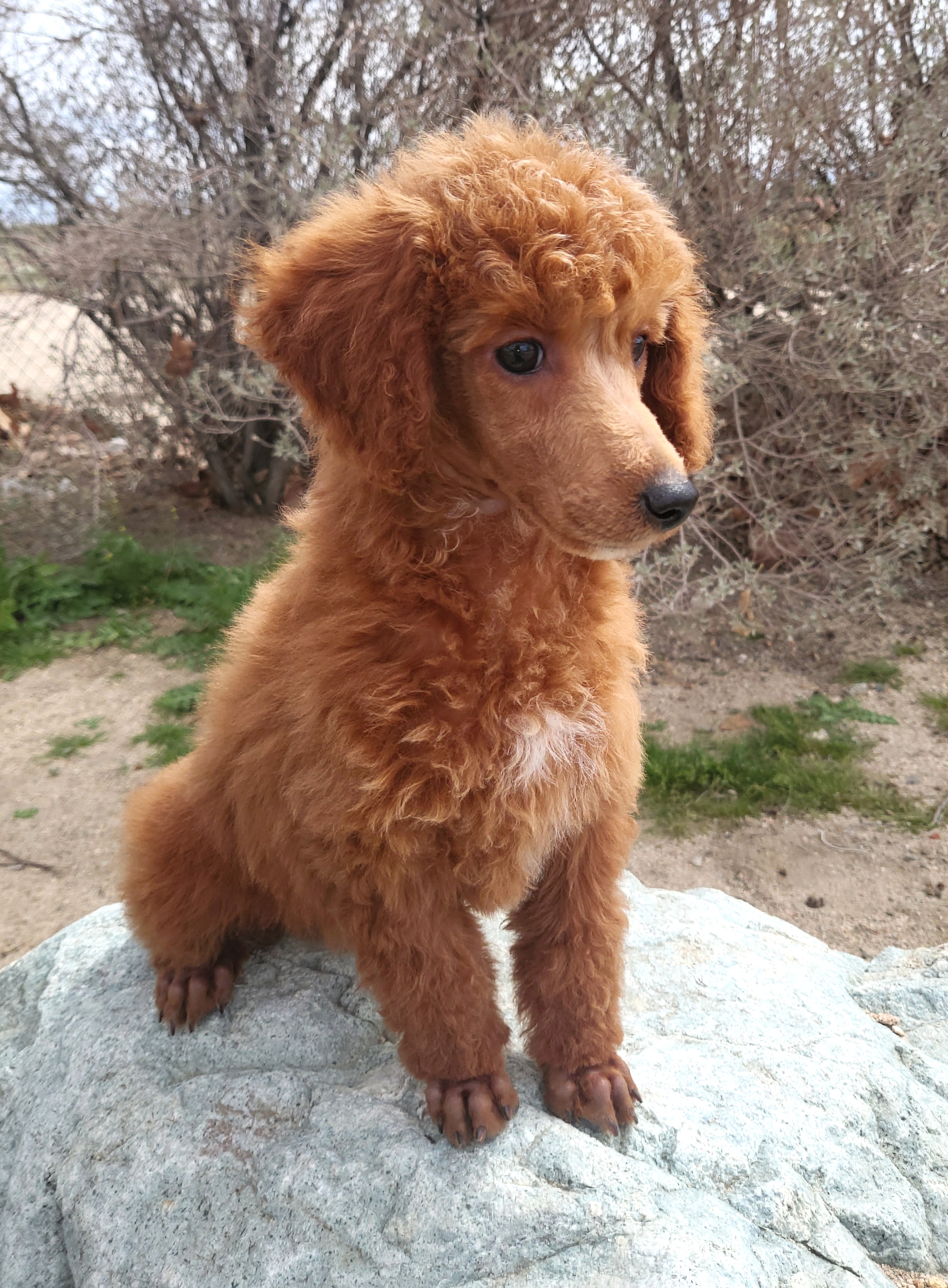 Poodle Puppies from Princely Poodles