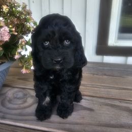 Venetia - Black white and tan female Cockapoo puppy in Fort White, Florida from Jade