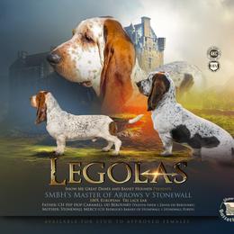 Legolas - Basset Hound