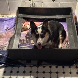 Pembroke Welsh Corgi Puppies from Northwynd Corgis