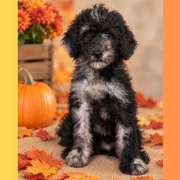 Sprout - Merle male Goldendoodle puppy in Sterling, Connecticut from Justine’s Retrievers and Doodles, LLC