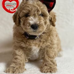 Goldendoodle Puppies from GoldenHearted Doodles