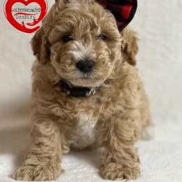 Goldendoodle Puppies from GoldenHearted Doodles