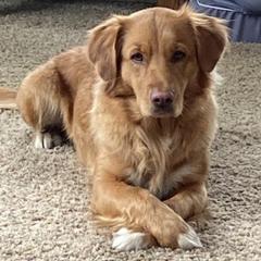 Nova Scotia Duck Tolling Retrievers from Gads Tollers