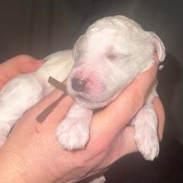 Poe - Cream male Poodle puppy in Prosperity, Pennsylvania from Stelladoodles & Company