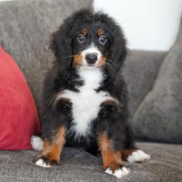 Aelswith - Tri-color female Bernedoodle puppy in Dundee, Ohio from Down Home Doodle
