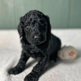 Raven - Black female Goldendoodle puppy in Osage City, Kansas from Golden Ridge Goldens