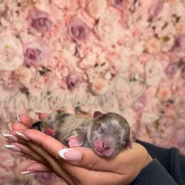 Honeycrisp - Chocolate merle male Pomeranian puppy in Newport News, Virginia from Nel’s designer Pomeranians