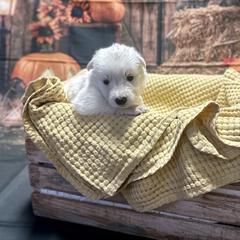 Mira - White female Berger Blanc Suisse puppy in West Alexandri, Ohio from Twisted Acres