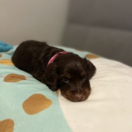 Dachshund Puppies from SoCal Mini Dachshunds