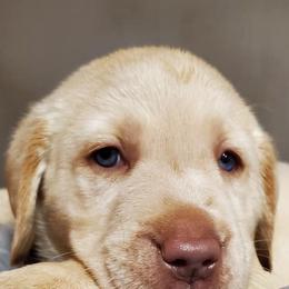 Labrador Retrievers from Wayalife Labradors