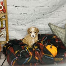 Girl 3 - Red  Poodle puppy in Johnson City, Tennessee from Northeast TN Standard and Mini Poodles