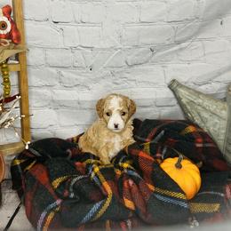 Girl 3 - Red  Poodle puppy in Johnson City, Tennessee from Northeast TN Standard and Mini Poodles