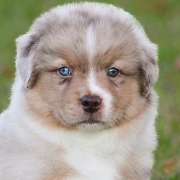 RMM - Red merle male Miniature American Shepherd puppy in Palacios, Texas from Coastal’s Miniature American Shepherds