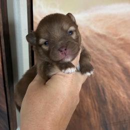Rally - Chocolate sable male Pomeranian puppy in Inola, Oklahoma from My Bella’s Pomeranians