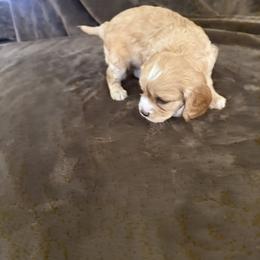 Cavapoo Puppies from The love of Cavapoos