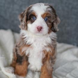 Zane - Chocolate merle male Bernedoodle puppy in Dundee, Ohio from Down Home Doodle