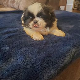 Wildberry - White male Pekingese puppy in Kingman, Arizona from Faithful companions