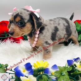 Chihuahua, Companion Cross, and Dachshund Puppies from Dachshund Family Love Breeders