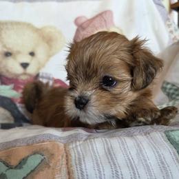 Rocco - Red gold male Lhasa Apso puppy in Hull, Massachusetts from Pawjama Kennel