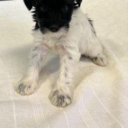 Black Parti Female - Parti female Miniature Schnauzer puppy in Clover, South Carolina from Bobo’s Babies Kennels