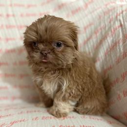 Sneezy - Liver male Shih Tzu puppy in Las Vegas, Nevada from Vegas Shih Tzus