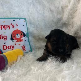 No collar - Black and red male German Shepherd puppy in London, Ohio from Rose Trail Siberian’s