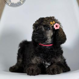 Mira - Brindle female Poodle puppy in Spring Hills, Florida from The Olympus Standard Poodle