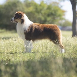 Toby - Australian Shepherd