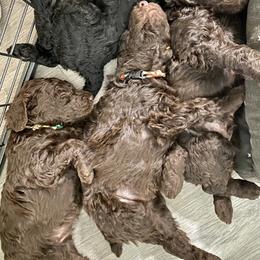 Poodle All Grown Up from HD Poodles