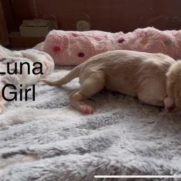 Goldendoodle and Poodle Puppies from Jaeckels Doodles